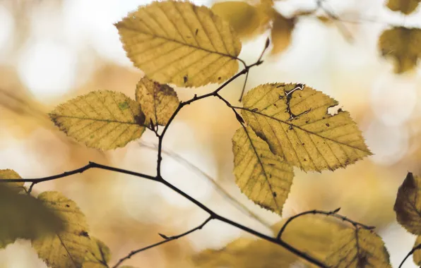Autumn, leaves, nature