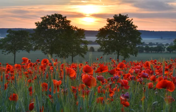 Summer, trees, landscape, sunset, flowers, fog, Maki, poppy field