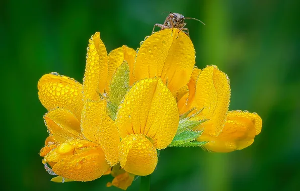 Flower, macro, Rosa, beetle, meadow, insect, inflorescence
