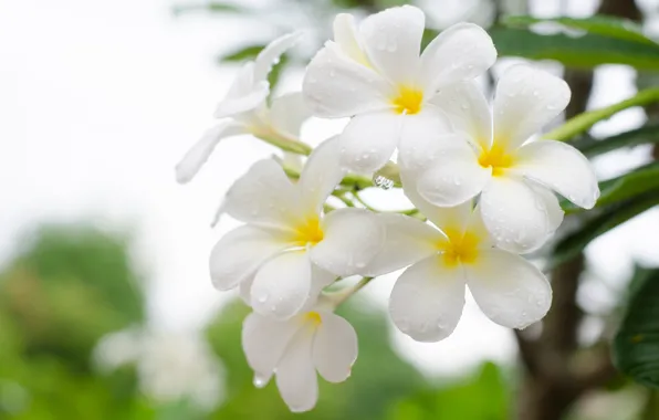 Picture Flowers, Drops, White, Plumeria, Flowering