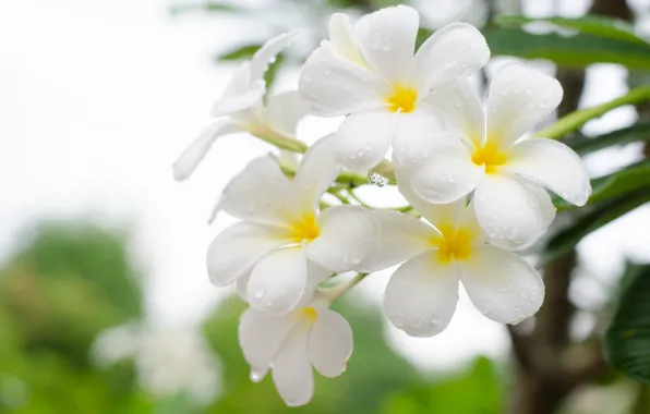 Flowers, Drops, White, Plumeria, Flowering