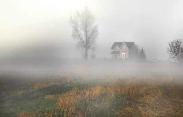 Picture field, landscape, nature, fog, house, tree