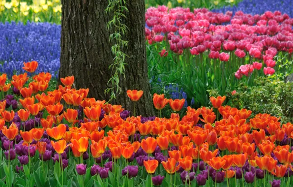 Picture trees, nature, Park, garden, tulips