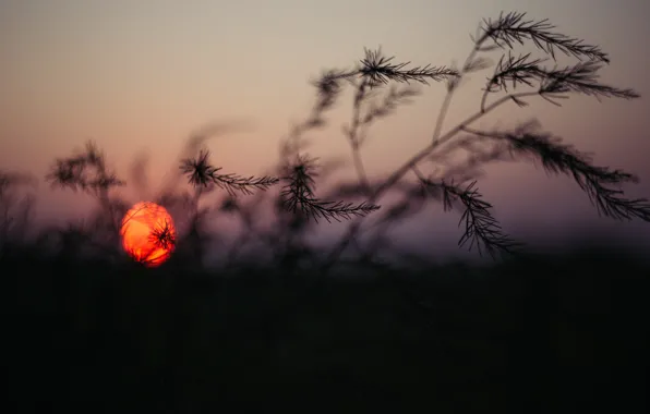 Sunset, The sun, Nature, The evening, Sunrise, Plant, Morning, Dawn