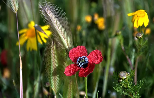 Field, summer, grass, flowers