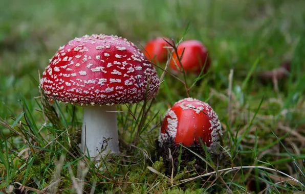 Picture forest, grass, mushrooms, Amanita, red