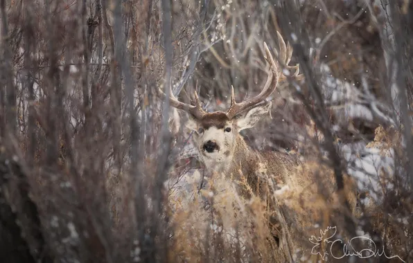 Autumn, nature, animal, deer, reserve