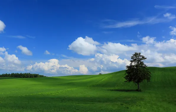 Field, summer, trees, nature, hills
