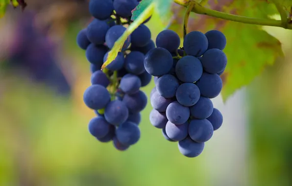 Picture macro, nature, food, grapes