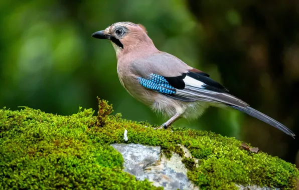 Bird, stone, moss, Jay