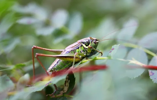 Background, locust, Smith