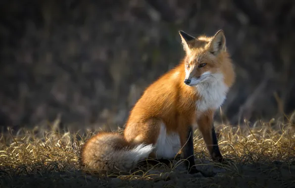 Fox, beauty, red