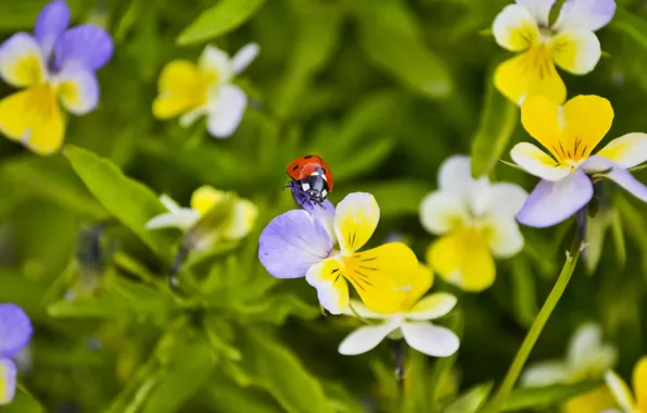Picture summer, macro, flowers, ladybug, Pansy, Wallpaper from lolita777