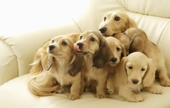 Dogs, sofa, light, puppies, company, a lot, Wallpaper from lolita777, for such is not sorry