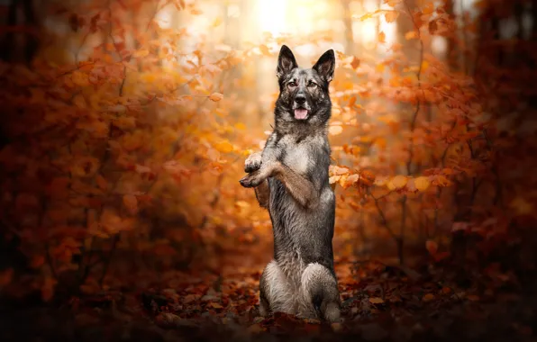 Autumn, forest, language, look, face, leaves, branches, nature