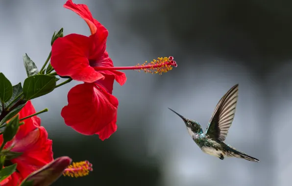 Flight, Hummingbird, flight, red flower, red flower, hummingbird, small bird, little bird