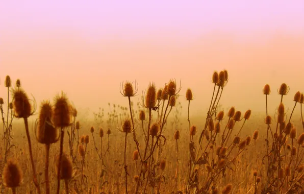 Field, flowers, plant, meadow