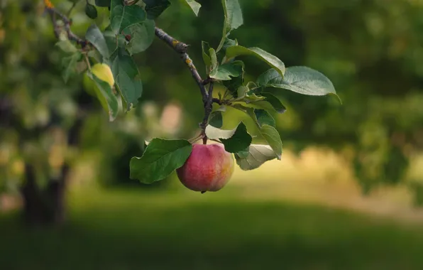 Picture leaves, branches, nature, apples, garden, Apple