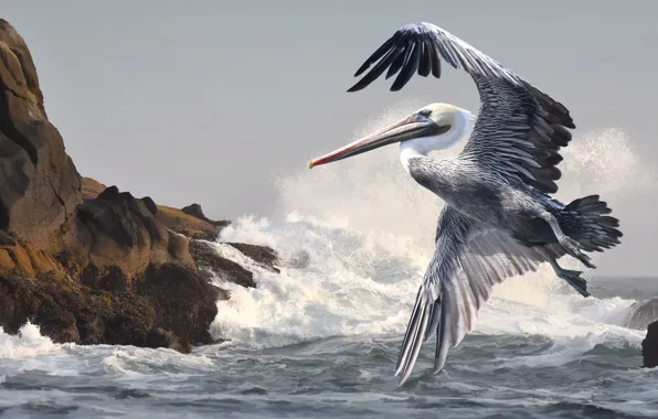 Sea, bird, shore, Pelican