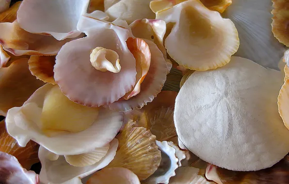 Sea, shore, sink, shell