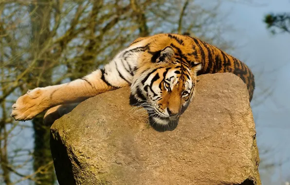 Mustache, face, tiger, paws, lies, looks, on the stone