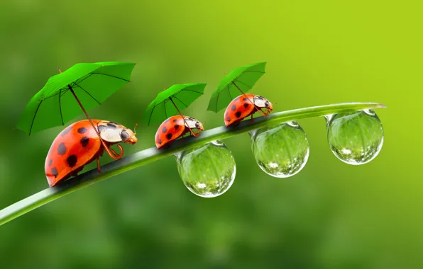 Droplets, umbrellas, ladybugs, a blade of grass, droplets, ladybirds, a blade of grass, parasols