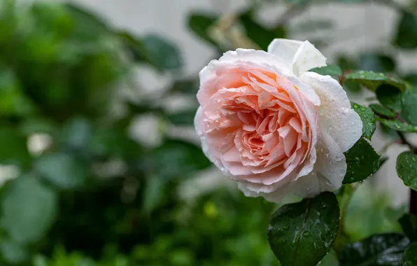 Flower, leaves, drops, pink, rose, bokeh, lush