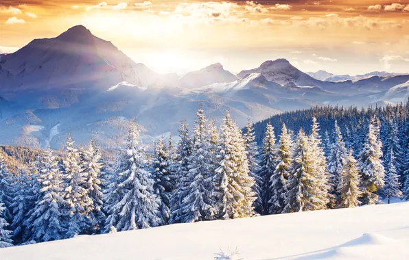 Winter, frost, forest, the sky, the sun, clouds, rays, light