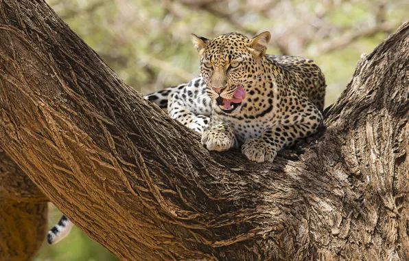 Picture leopard, Africa, Kenya, Samburu