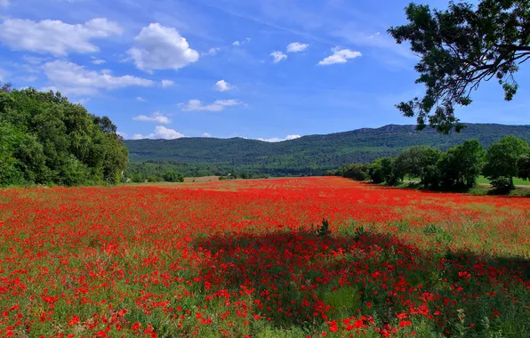 Field, the sky, grass, trees, flowers, mountains, hills, France