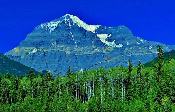 Forest, the sky, trees, mountains
