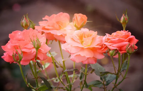 Roses, petals, blur, pink, buds