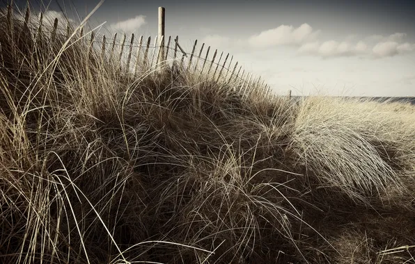 Sea, grass, landscape, the fence