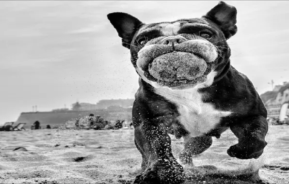 Beach, black & white, dog, beach, dog, black and white, step by step