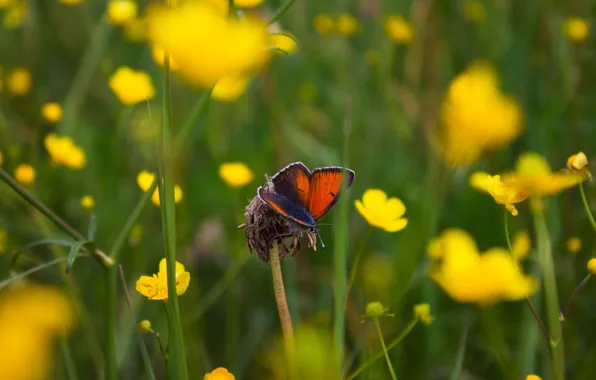 Flowers, butterfly, Marco