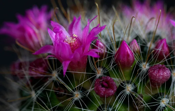 Flowers, needles, petals, cactus