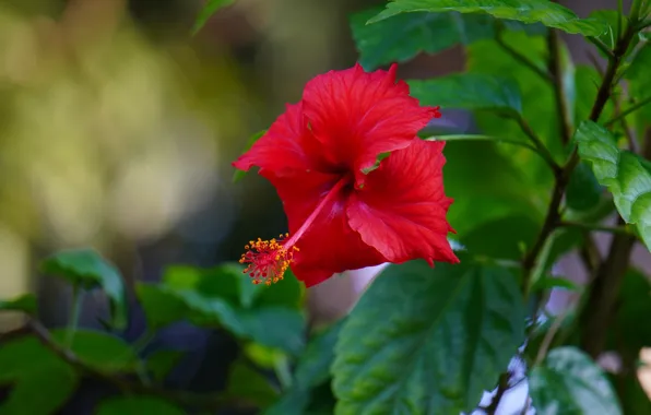 Flower, leaves, red, garden, stem, bokeh, hibiscus