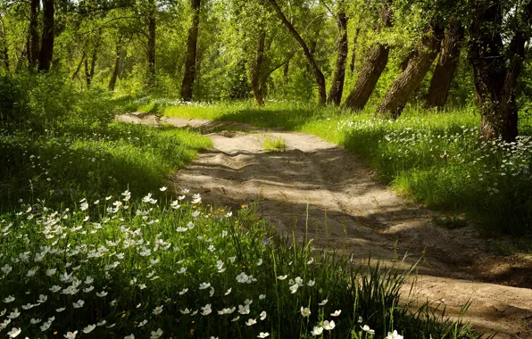 Road, forest, flowers