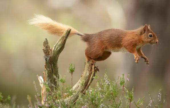 Picture summer, grass, look, flight, nature, pose, jump, paws