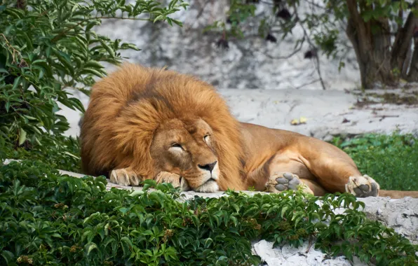 Nature, sleep, predator, Leo, sleeping, big cat