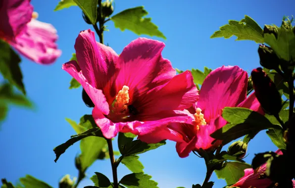 Macro, pink, mallow