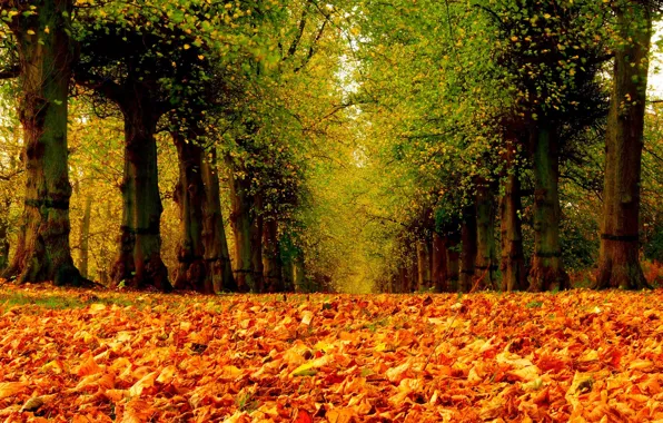 Picture road, autumn, forest, leaves, trees, nature, Park, colors