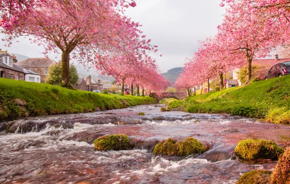 The sky, trees, flowers, bridge, river, home, spring
