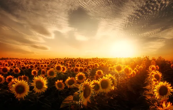Field, the sun, sunflowers