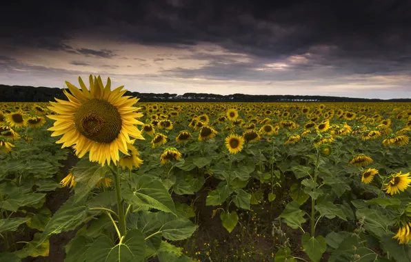 Field, sunflowers, clouds, the evening