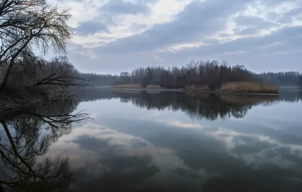 Picture forest, the sky, clouds, trees, landscape, nature, lake, horizon