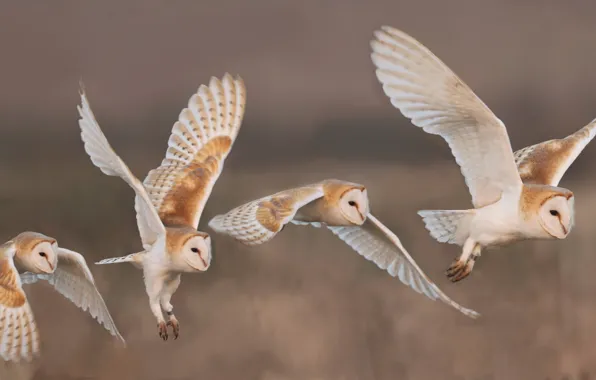 Flight, birds, nature, owls