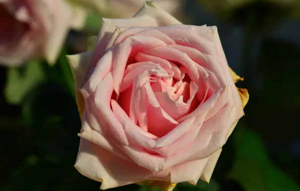 Picture flowers, green, the dark background, background, roses, garden, pink, buds
