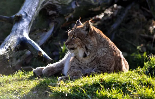 Picture cat, grass, profile, lynx