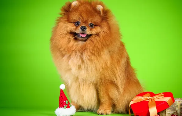 Picture background, box, dog, beads, Spitz